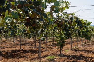 Yeni altın ya da yeşil kivi hasadı, İtalya 'daki meyve bahçesinde asılı kıllı meyveler, Lazio, Fondi