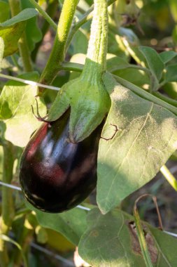 Tarım Fondi Vadisi, İtalya, Lazio 'da taze, olgun, mor patlıcan hasadı sebzeleri.