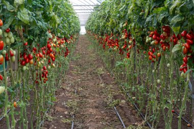 Fondi, Lazio 'da açık sera çiftliklerinde kırmızı salata ya da sos yetiştirmek yazın İtalya' da tarım, sebze hasadı