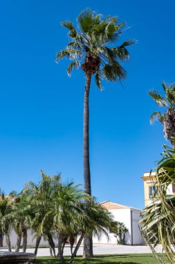 Marsala manzarası, Sicilya kıyısı şehri ünlü Marsala şarabı, eski dar sokaklar, evler ve palmiyeler, gölge ağaçlar, çeşmeler, İtalya 'da tatil yeri