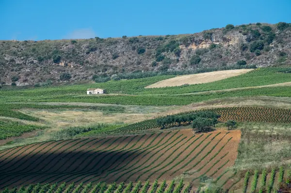 Sicilya 'daki Palermo-Trapani otoyolunun yeşil tepelerinde üzüm bağları ve zeytinlikleri var.