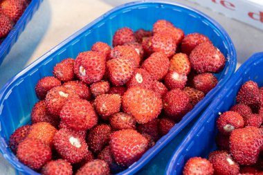 Roma, İtalya yakınlarındaki Nemi, Castelli Romani kasabasında satılık taze taze kokulu kırmızı fragolino çilekleri.