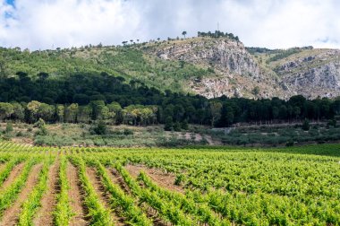 Sicilya 'daki Palermo-Trapani otoyolunun yeşil tepelerinde üzüm bağları ve zeytinlikleri var.