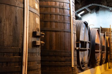 Collioure 'daki eski meşe fıçılarını ziyaret edin. Doğal tatlı kırmızı cru şarabı için eski meşe fıçıları. Banyuls, Katalan Pirenesi, Roussillon, Fransa' nın yamaçlarındaki eski sarmaşıklardan güçlendirilmiş tatlı şarabı.