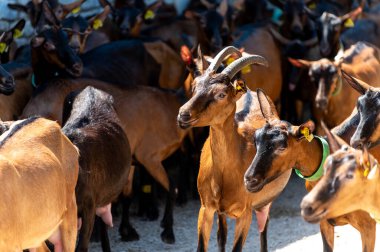 Keçi çiftliğinde peynir pişirme süreci, Rocamadour yumuşak keçi AOC peyniri Perigord ve Quercy 'deki çiftlikte üretildi Lot, Fransa, çiftlik ziyareti, açık havada gölgede dolaşan keçiler