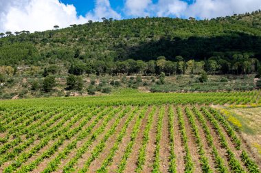 Sicilya 'daki Palermo-Trapani otoyolunun yeşil tepelerinde üzüm bağları ve zeytinlikleri var.