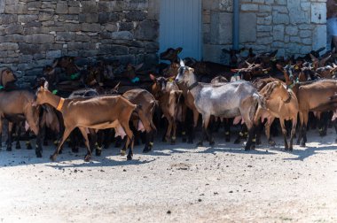 Keçi çiftliğinde peynir pişirme süreci, Rocamadour yumuşak keçi AOC peyniri Perigord ve Quercy 'deki çiftlikte üretildi Lot, Fransa, çiftlik ziyareti, açık havada gölgede dolaşan keçiler