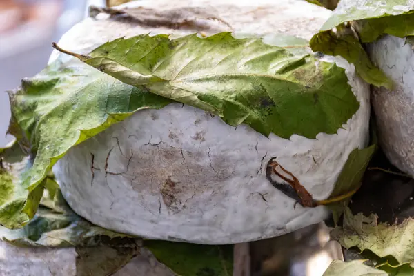 Sfizioso, İtalyan kestane ağacıyla olgunlaşmış. İtalya 'nın Lombardiya bölgesinin Gorgonzola şehrinde haftalık pazara koyunlu pekora sütünden peynirli, kaliteli İtalyan peyniri bırakıyor.
