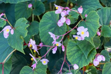Begonia oblikası, begoniaceae, pembe çiçekler, doğulu bahçe bitkisi, manzara tasarımı.
