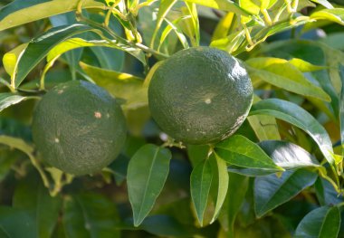 Bergamot portakalının turuncu meyveleri Kuzey İtalya, Bergamo 'da ağaçta asılı, Earl Grey çayı, Citrix bergamia ağacı