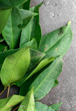 Taze Körfez Yaprakları karanlık arka planda izole edilmiş. Baharatlı bitki için..