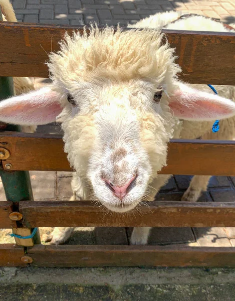 木製の柵の後ろにかわいい羊 — ストック写真
