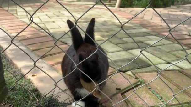 葉に黒い長い耳のウサギ ケージ内の自然上のウサギ — ストック動画