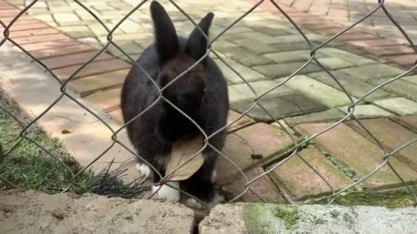 Conejo Negro Oreja Larga Masticado Una Hoja Conejo Naturaleza Jaula — Vídeos de Stock