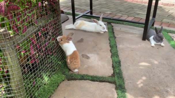 Діяльність Кроликів Протягом Дня Кроликів Природі Клітці — стокове відео