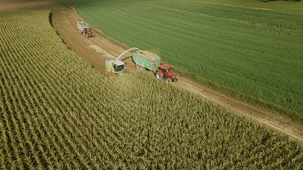 Комбайн Збирає Врожаї Кукурудзяному Полі — стокове фото