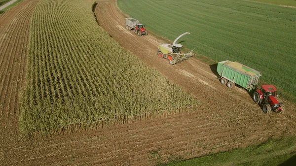 Комбайн Збирає Врожаї Кукурудзяному Полі — стокове фото