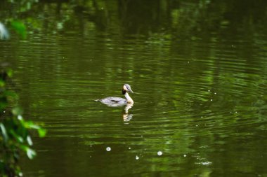 Bird Swimming on Lake in Forest - Great Crested Grebe or Eared Grebe clipart