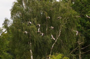 Flock of Wild Geese Flying Over Trees in Scenic Nature clipart