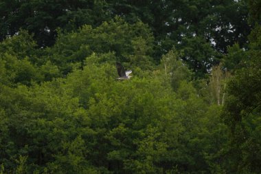 Flock of Wild Geese Flying Over Trees in Scenic Nature clipart