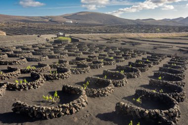 Landscape of the volcanic vineyards of La Geria, in Lanzarote, Canary Islands, Spain