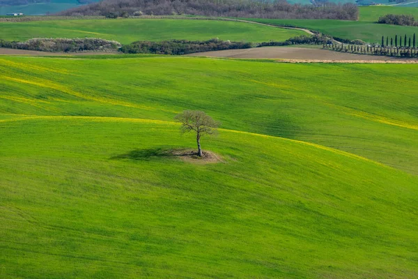 Árbol Solitario Las Colinas Campiña Toscana Italia —  Fotos de Stock