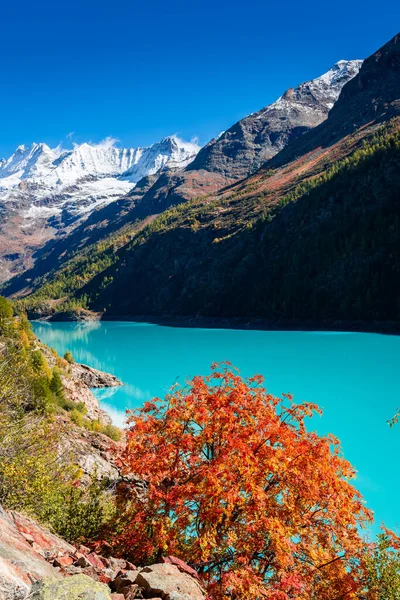 Red leaves of a tree on the Lake Place Moulin, an artificial glacial lake with turquoise water in the italian Alps, on the border with Switzerland