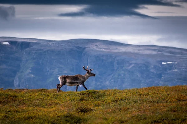 Dziki Renifer Tundrze Norwegii Górami Tle — Zdjęcie stockowe