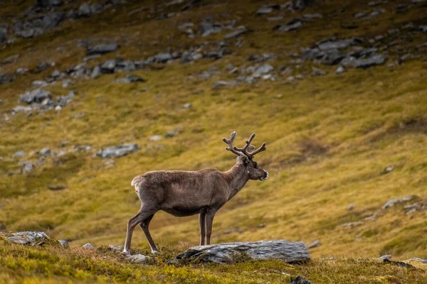 Reno Silvestre Tundra Knivskjellodden Noruega —  Fotos de Stock