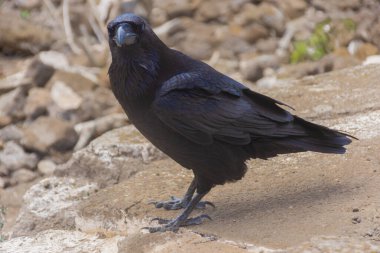 Corvus Corax over a volcano in Lanzarote island, Spain