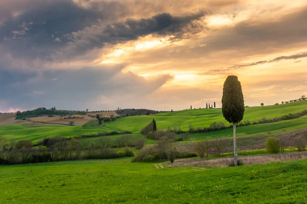 Eenzame Cipres Het Platteland Heuvels Bij Zonsondergang Toscane — Stockfoto