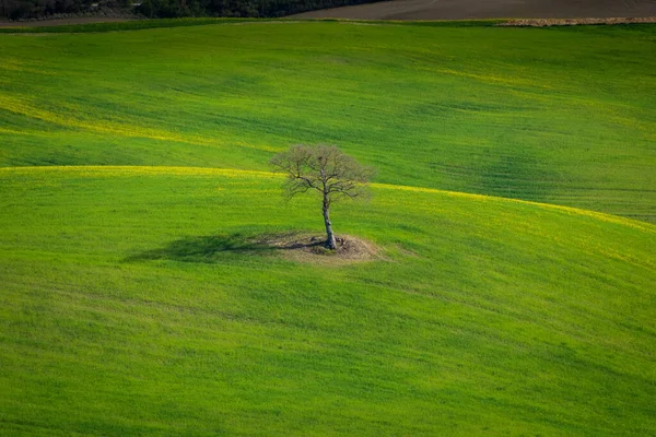 Árvore Solitária Nas Colinas Campo Toscana Itália — Fotografia de Stock