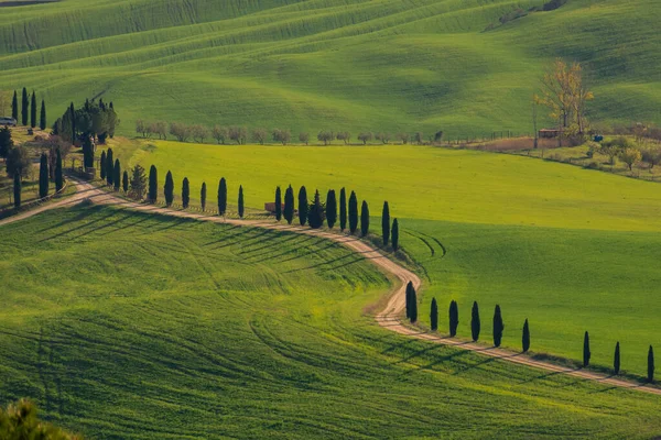 Schöne Landstraße Mit Zypressen Der Toskana Italien — Stockfoto