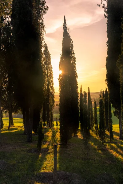 Zonsondergang Balken Cipressen Van Toscane Platteland Italië — Stockfoto