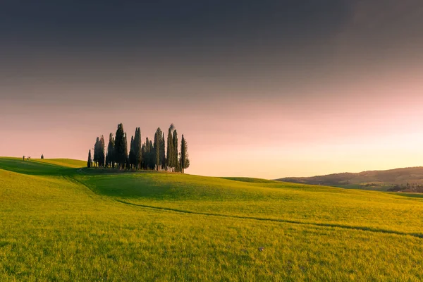 Group Cypresses Green Hill Tuscany Countryisde Sunset Italy —  Fotos de Stock