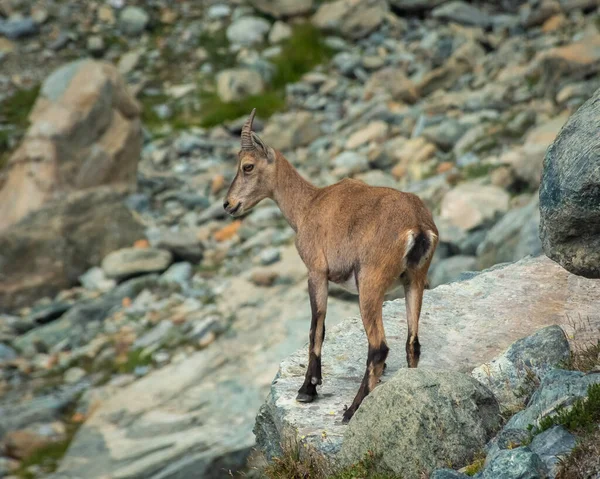 Little Wild Ibex Cub Italian Alps Ayes — стокове фото