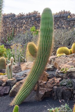 Beautiful big cactus in Lanzarote, Canary Islands, Spain
