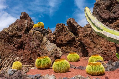 Lanzarote, Kanarya Adaları, İspanya 'da kaktüslü volkanik manzara