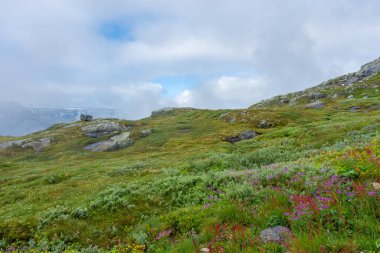 Meadow in the hike for Trolltunga, Norway