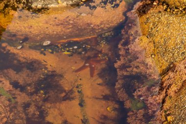 Starfish on the shore of Senja Island, Norway