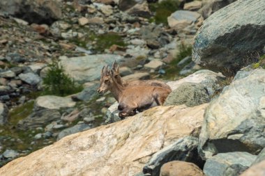 Little wild ibex cub in the Italian Alps of Ayes