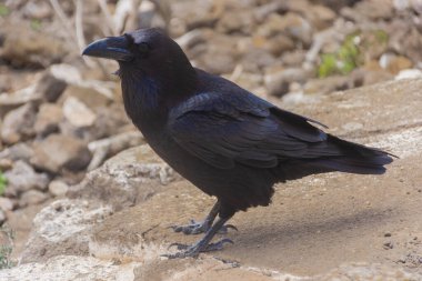Corvus Corax over a volcano in Lanzarote island, Spain