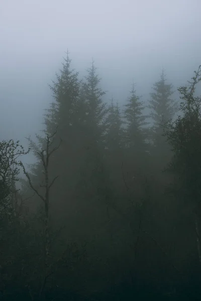 Ködös Hátborzongató Táj Norvégia Mély Erdejében — Stock Fotó