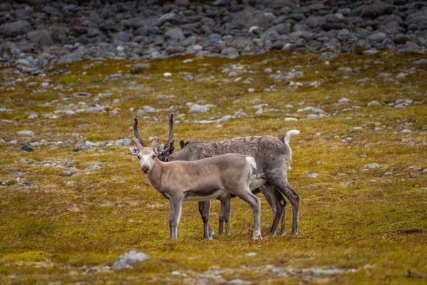 Para Dzikich Reniferów Tundrze Knivskjellodden Norwegia — Zdjęcie stockowe