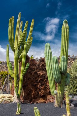 Beautiful big cactus in Lanzarote, Canary Islands, Spain