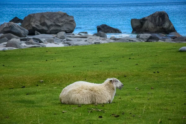 Roztomilé Ovce Zelené Louce Lofotenských Ostrovů Norsko — Stock fotografie