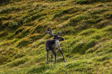 Norveç tundrasında arka planda dağlar olan vahşi ren geyikleri.