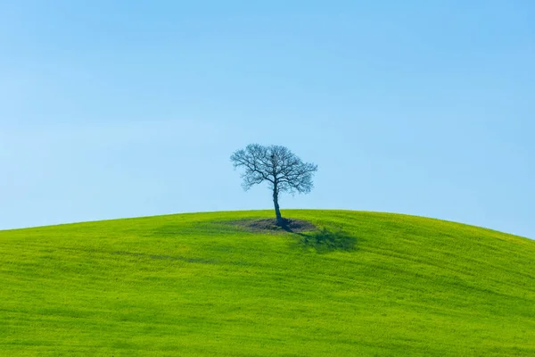 Stock image Lonely tree on a hill in the countryside of Tuscany, Italy