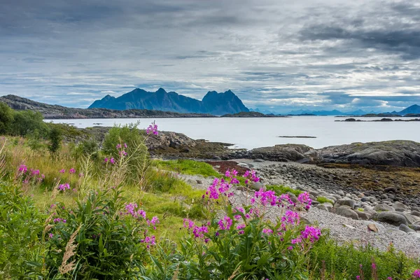 stock image Beautiful beach in the Lofoten Islands, Norway