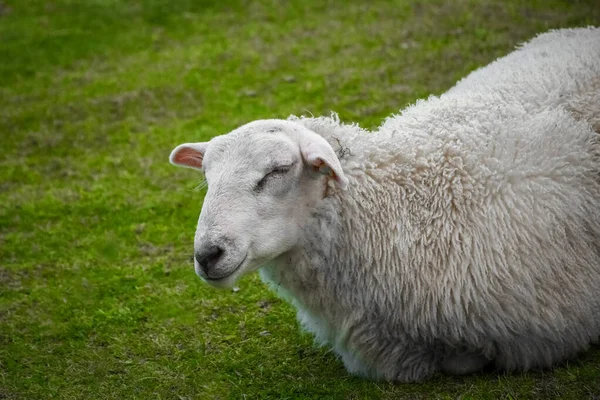 Cute Sheep Green Meadow Lofoten Islands Norway —  Fotos de Stock